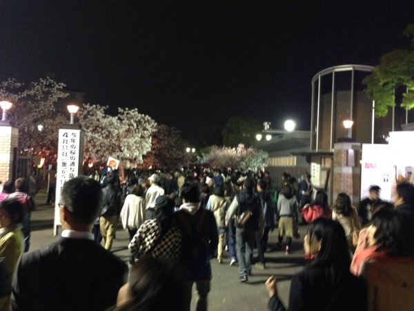 大阪の夜桜を満喫